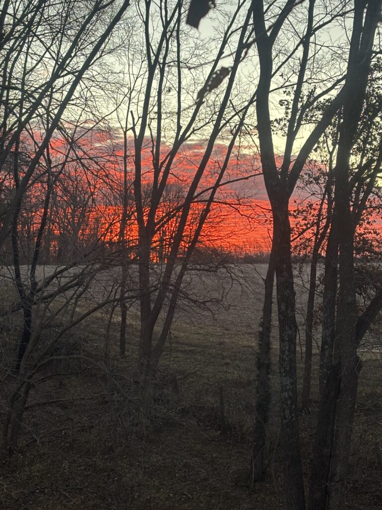 Treetop Sunrise