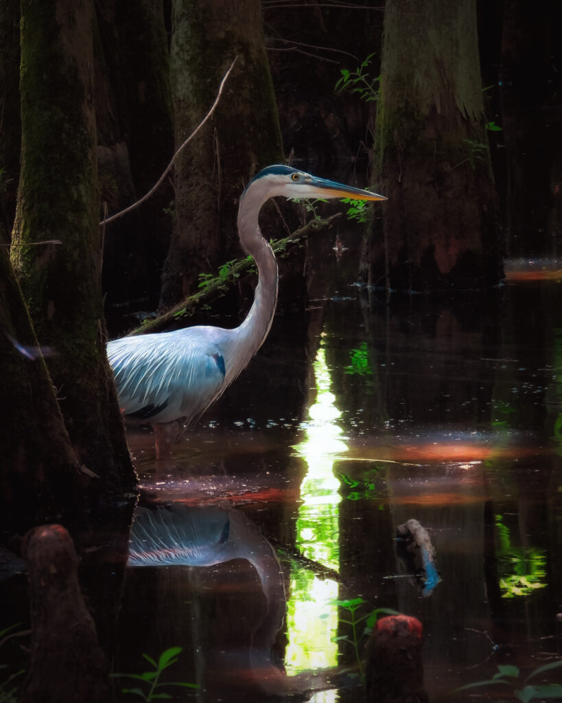 Great Blue Heron among the cypresses